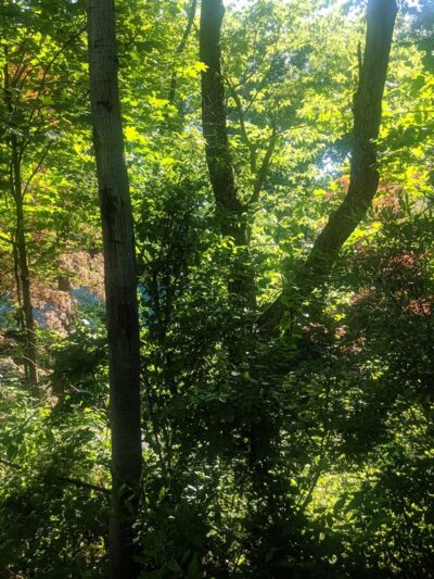 Tiadaghton State Forest - Jersey Shore, PA