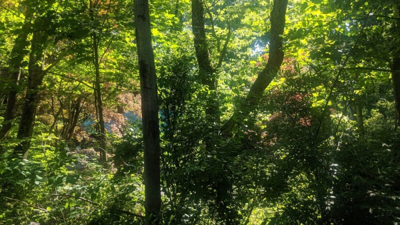 Tiadaghton State Forest - Jersey Shore, PA