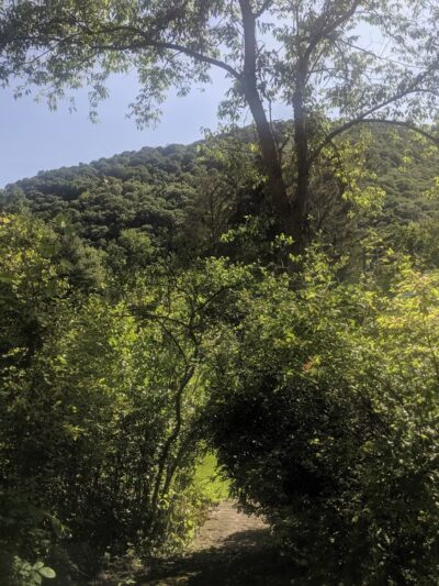 Tiadaghton State Forest - Jersey Shore, PA