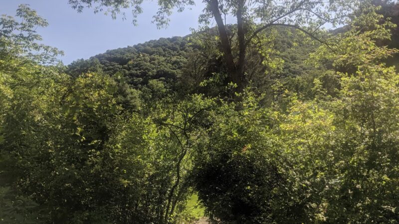 Tiadaghton State Forest - Jersey Shore, PA