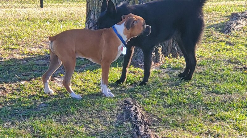 Jersey Village Dog Park - Jersey Village, TX