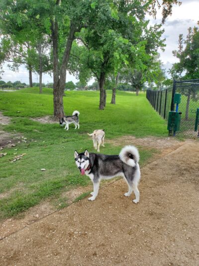 Jersey Village Dog Park - Jersey Village, TX