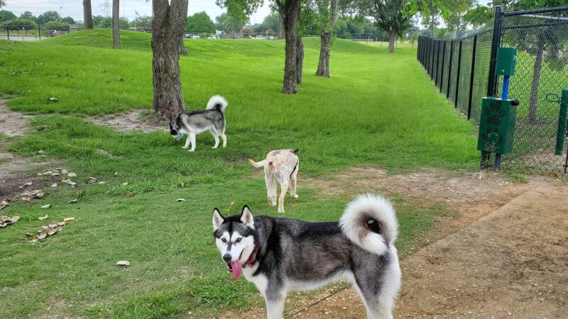 Jersey Village Dog Park - Jersey Village, TX