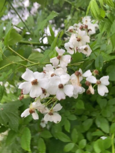 Guilford Park - Jessup, MD