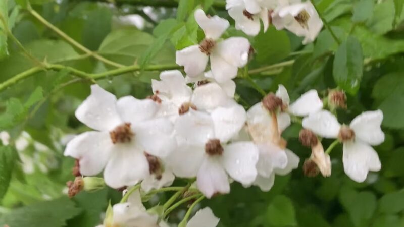 Guilford Park - Jessup, MD