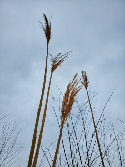 Greenwood Hills Park - Johnston, IA