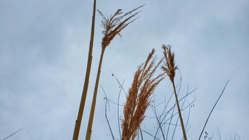 Greenwood Hills Park - Johnston, IA