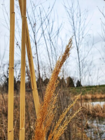 Greenwood Hills Park - Johnston, IA