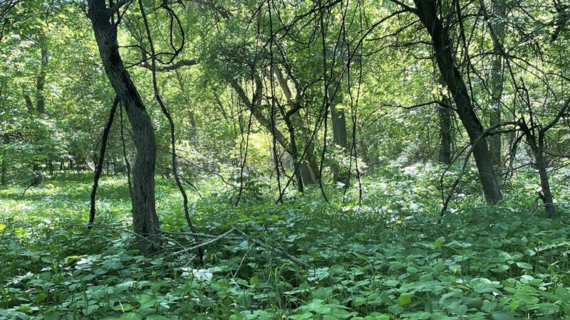 Sycamore Trails - Johnston, IA