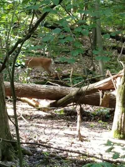 Stackhouse Park - Johnstown, PA