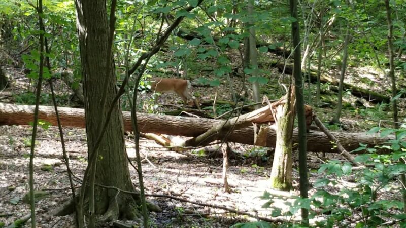 Stackhouse Park - Johnstown, PA