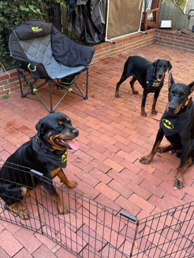JR Doberman & Fitness Crew - ,