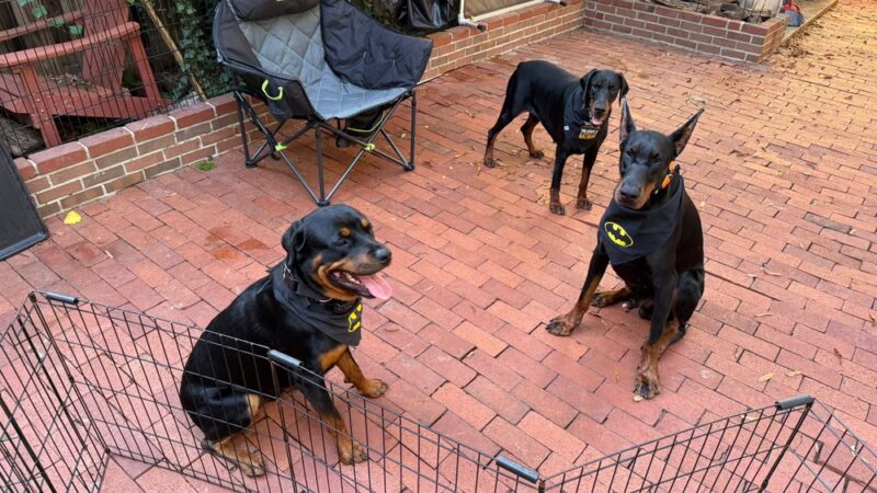 JR Doberman & Fitness Crew - ,