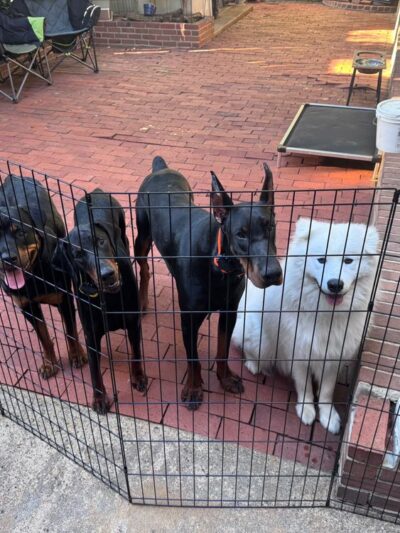 JR Doberman & Fitness Crew - ,