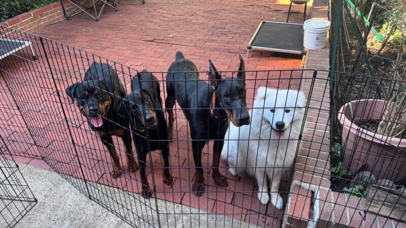 JR Doberman & Fitness Crew - ,