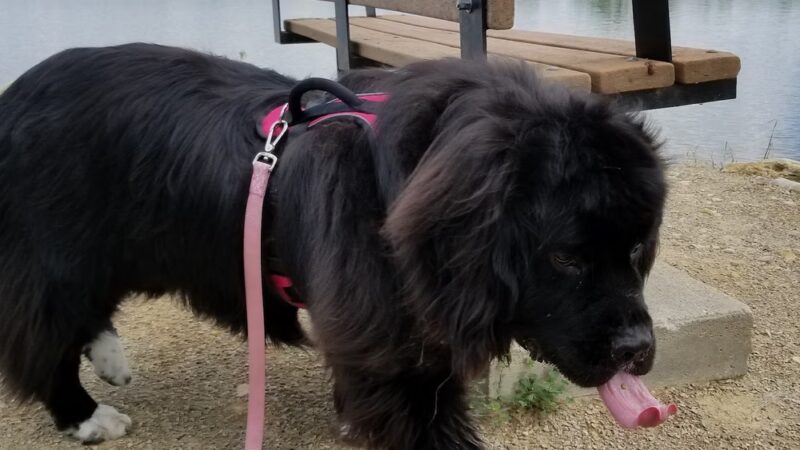 Gathering Pond Beach - Junction City, KS