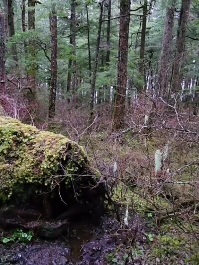 Rainforest Trail - Juneau, AK
