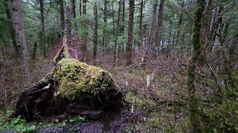 Rainforest Trail - Juneau, AK