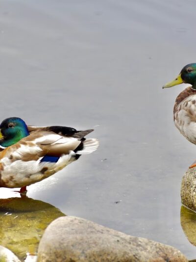 Riverside Rotary Park - Juneau, AK
