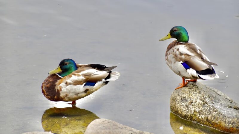 Riverside Rotary Park - Juneau, AK