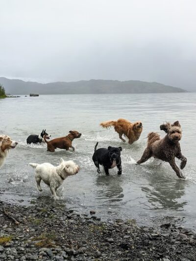 Juneau Dog Walks - ,