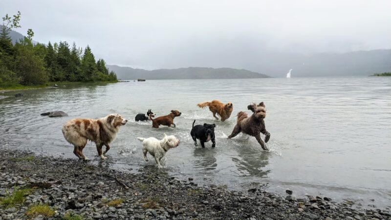 Juneau Dog Walks - ,
