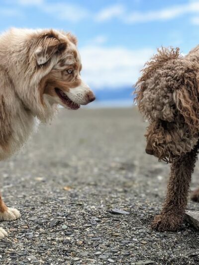 Juneau Dog Walks - ,