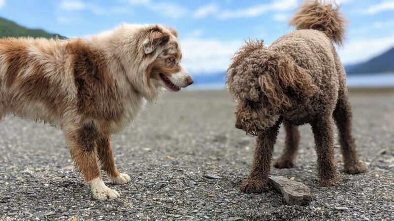 Juneau Dog Walks - ,