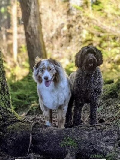 Juneau Dog Walks - ,