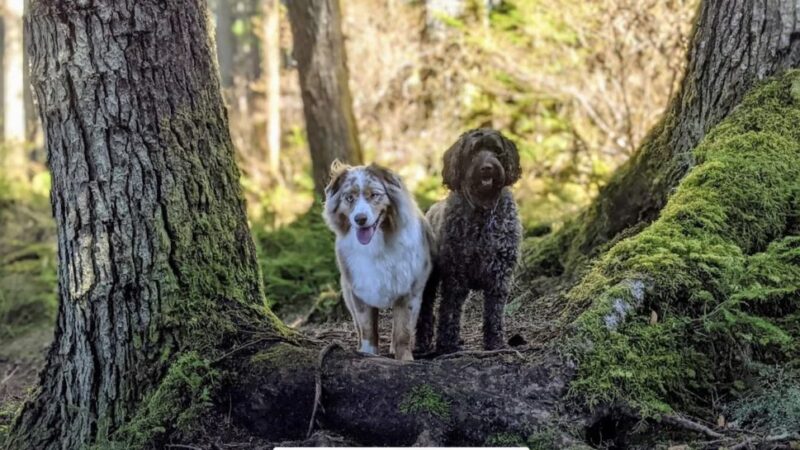 Juneau Dog Walks - ,