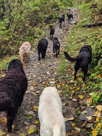 Juneau Dog Walks - ,