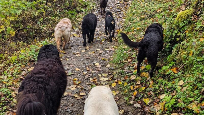 Juneau Dog Walks - ,