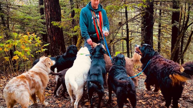 Juneau Dog Walks - ,