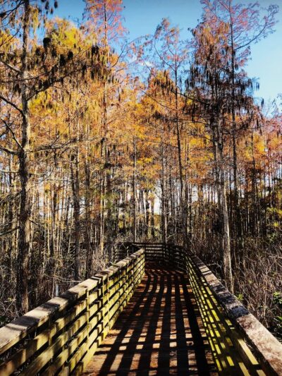 Delaware Scrub Natural Area - Jupiter, FL