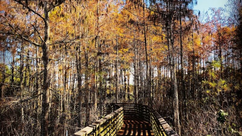 Delaware Scrub Natural Area - Jupiter, FL