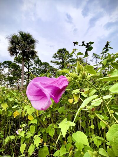 Delaware Scrub Natural Area - Jupiter, FL