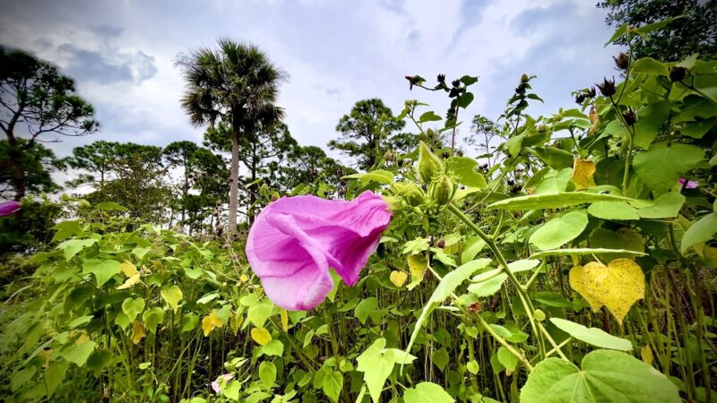 Delaware Scrub Natural Area - Jupiter, FL