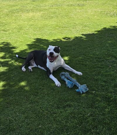 Keopuolani Dog Park - Kahului, HI