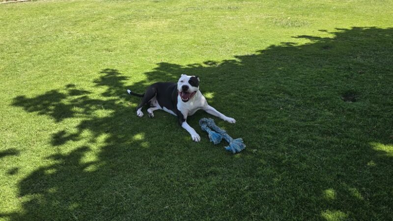 Keopuolani Dog Park - Kahului, HI