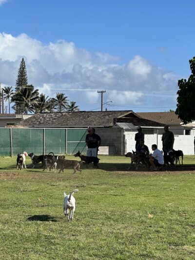 Keopuolani Dog Park - Kahului, HI