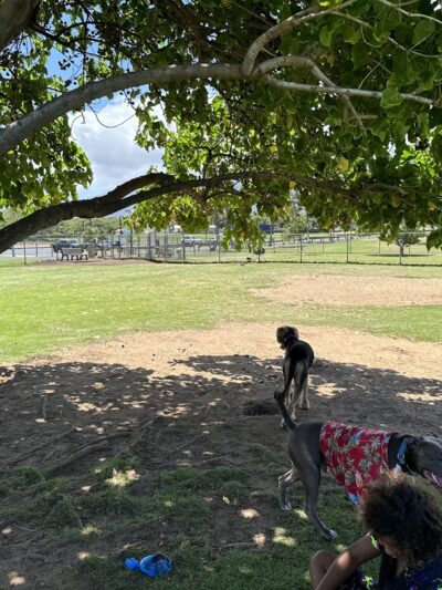 Keopuolani Dog Park - Kahului, HI