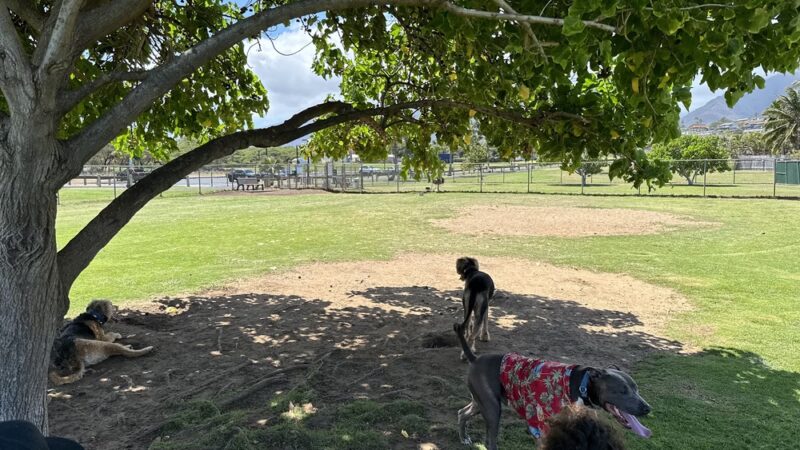 Keopuolani Dog Park - Kahului, HI