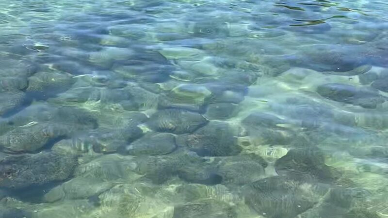 Kona Dog Beach - Kailua-Kona, HI