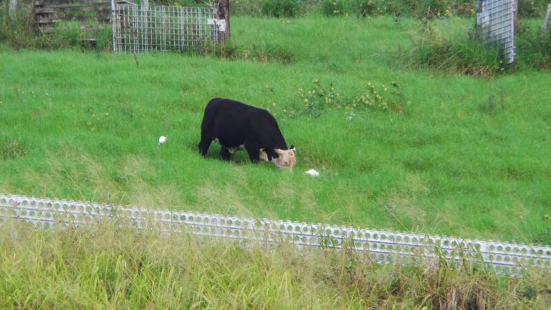 Kalawai Park - Kalaheo, HI