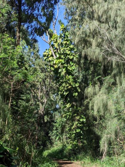 Kukuiolono Loop Trail - Kalaheo, HI