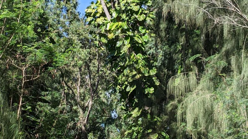 Kukuiolono Loop Trail - Kalaheo, HI