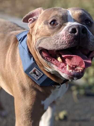 Kat's K9s, LLC - ,