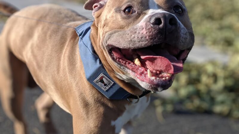 Kat's K9s, LLC - ,