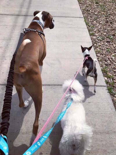Kat's K9s, LLC - ,