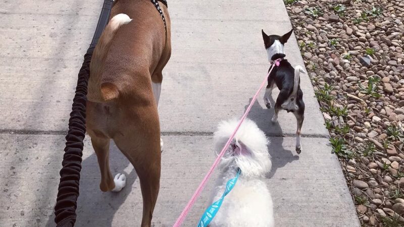 Kat's K9s, LLC - ,